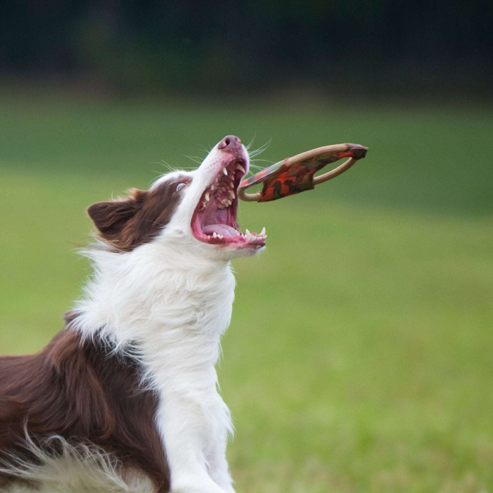 Frisbee Dog Toy Small