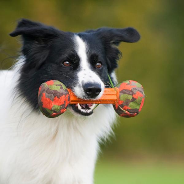 Barbell shaped dog fetching toy in colors orange, green and brown